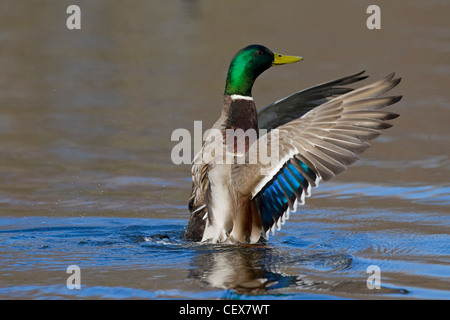 Stockente / Stockente (Anas Platyrhynchos) Drake Flügelschlag auf See Stockfoto