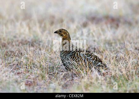 Birkhuhn (Lyrurus Tetrix / at Tetrix) weiblich in Grünland Stockfoto