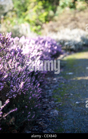 Heidekraut lila Winter Blumen entlang eines Weges. Stockfoto