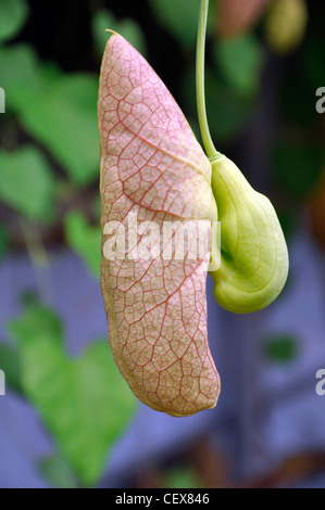 Aristolochia Gigantea (brasilianische Dutchman's Pipe, riesige Pelican, Blume, Sy Aristolochia Sylvicola Standl.) Stockfoto