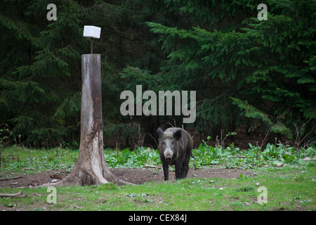 Wildschwein (Sus Scrofa) Sau bei Salt Lick in Pinienwald, Deutschland Stockfoto