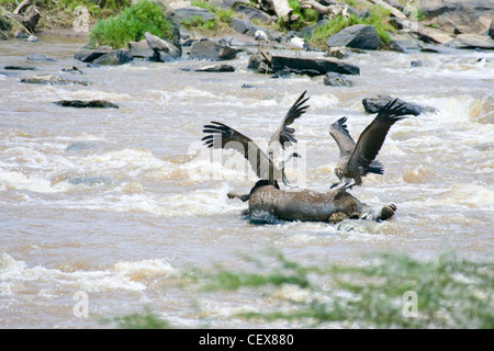 Zwei Ruppell Gänsegeier, abgeschottet Rueppellii kämpfen über Gnus Kadaver im Mara River, Masai Mara, Kenia Stockfoto