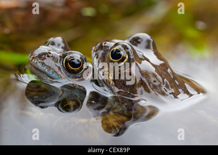 Amplexus der europäischen gemeinsamen Brown Frösche (Rana Temporaria) in Zucht Teich, Deutschland Stockfoto