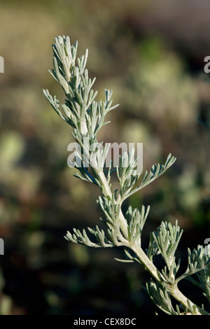 Meer-Wermut (Artemisia Maritima / Seriphidium Maritimum), Wattenmeer, Deutschland Stockfoto