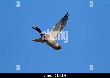 Stockente / Stockente (Anas Platyrhynchos) Drake im Flug Stockfoto