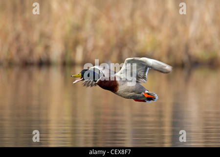 Stockente / Stockente (Anas Platyrhynchos) Männchen im Flug ruft über See Stockfoto