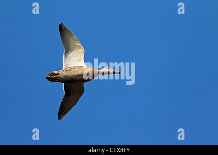 Stockente / Stockente (Anas Platyrhynchos) Weibchen im Flug Stockfoto