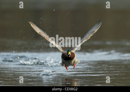 Stockente / Stockente (Anas Platyrhynchos) Drake ausziehen aus See Stockfoto