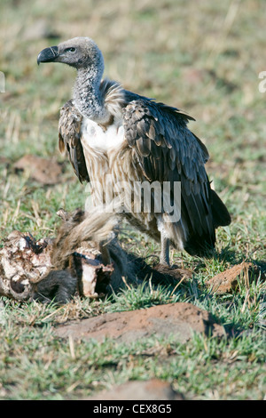 Ruppell der Gänsegeier, abgeschottet Rueppellii Fütterung auf dem Boden. Masai Mara, Kenia. Stockfoto