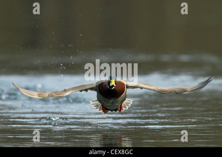 Stockente / Stockente (Anas Platyrhynchos) männlich ausziehen aus See Stockfoto