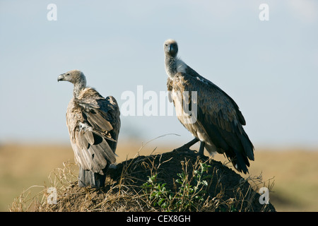 Zwei Ruppell Gänsegeier, abgeschottet Rueppellii, sitzen auf einer Termite-Hügel. Masai Mara, Kenia Stockfoto