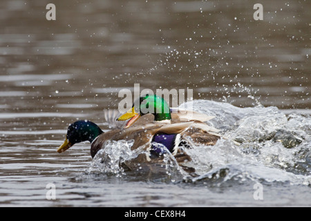 Stockente / Stockente (Anas Platyrhynchos) Männchen jagen und kämpfen auf See Stockfoto