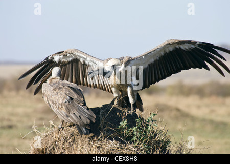 Zwei Ruppell Gänsegeier, abgeschottet Rueppellii kämpfen auf einer Termite-Hügel. Masai Mara, Kenia. Stockfoto