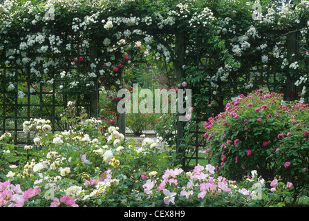 Rose Garden, Rankgitter, Mannington Hall, Norfolk, England UK englische Rosen Gärten Stockfoto