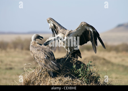 Zwei Ruppell Gänsegeier, abgeschottet Rueppellii kämpfen auf einer Termite-Hügel. Masai Mara, Kenia. Stockfoto