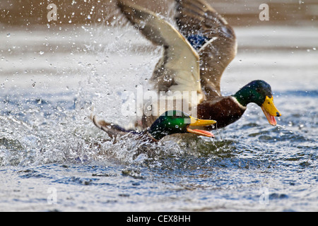 Stockente / Stockente (Anas Platyrhynchos) Drachen jagen und kämpfen auf See Stockfoto