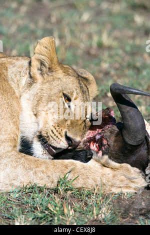 Weibliche afrikanische Löwe Panthera Leo, Essen die Reste des Kopfes eines Gnus. Masai Mara, Kenia. Stockfoto
