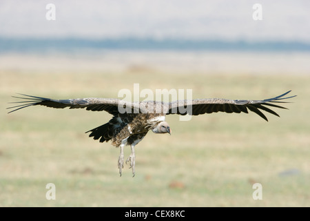 Ruppell der Gänsegeier, abgeschottet Rueppellii im Flug ins Land kommen. Masai Mara, Kenia. Stockfoto