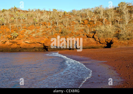 Insel Rabida auch Jervis Insel mit einsamen roten Strand und Klippen aufgrund hoher Eisengehalt, Galapagos Inseln Ecuador genannt. Stockfoto