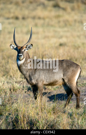 Gemeinsamen Wasserbock, Kobus Ellipsiprymnus, Männlich, stehend. Masai Mara, Kenia. Stockfoto