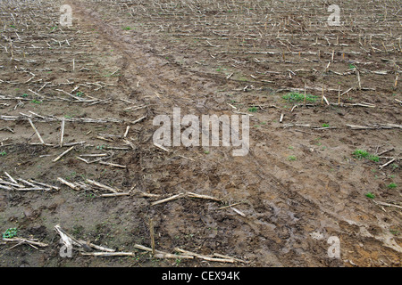 Ein Weg durchschneidet alten Kulturen in einem Feld Stockfoto