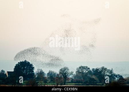 Herde von gemeinsamen Starling, Sturnus Vulgaris, anzeigen Antenne Muster vor Stählen in den Schilf Betten, Somerset Levels. Stockfoto