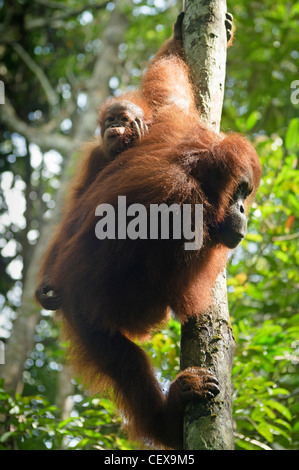 Juvenile und Mutter Orang-Utan (Pongo Pygmaeus/Pongo Abelii) in Sarawak, Borneo, Malaysia Stockfoto