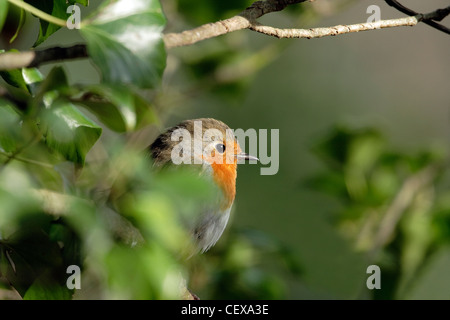 Ein Rotkehlchen (Erithacus Rubecula) thront unter Laub. Stockfoto