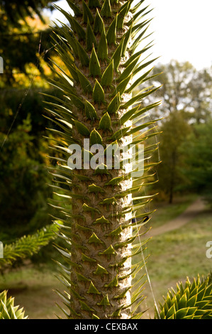 Ansicht von Araucaria Araucana, Monkey-Puzzle Baum zeigt die immergrünen schuppenartigen Blätter mit scharfen Spitzen. Stockfoto
