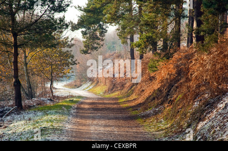 Pfad-Frost und Eis rund um Fair Oak Valley im späten Herbst Frühwinter auf Cannock Chase AONB (Gebiet von außergewöhnlicher natürlicher Schönheit) Stockfoto