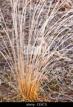 Strengem Frost bedeckt Wildgras im Hochwinter Cannock Chase AONB Stockfoto