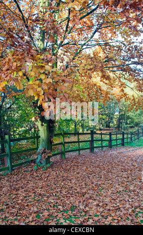 Herbstfärbung, Cannock Chase Country Park AONB (Gebiet von außergewöhnlicher natürlicher Schönheit) in Staffordshire England UK Stockfoto