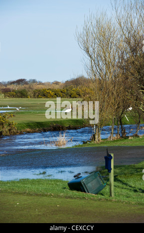 Schwäne auf überfluteten Golfplatz in Garmouth, Schottland im April 2010 mit River Spey überquellenden aufgrund starker Schneefälle schmelzen. Stockfoto