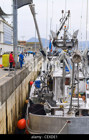 Das Entladen der Fische von einem Fischerboot im Hafen der Stadt Santona, Kantabrien, Spanien, Europa Stockfoto