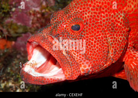 Tomate Kabeljau oder Tomate Grouper, Cephalopholis sonnerati, der seinen Mund- und gereinigt durch eine Putzergarnelen Urocaridella antonbruunii. Stockfoto