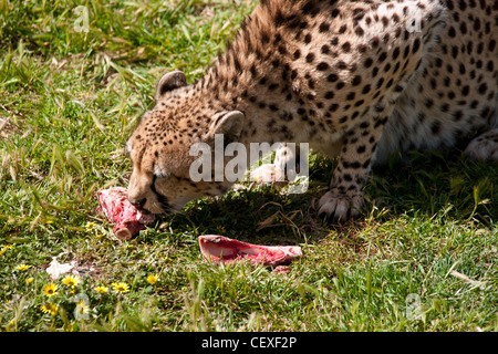 Foto eines schönen gefleckten Geparden, Fleisch zu essen Stockfoto
