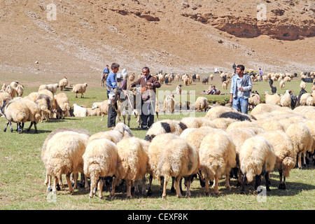 Nomadische kurdische Hirten und ihre Herde anatolischer Schafe weiden auf einer Zagros-Alm, Provinz Van, Region Südostanatolien, Türkei. Stockfoto