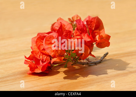 Nahaufnahme von roten Bougainvillea auf hölzernen Hintergrund Stockfoto