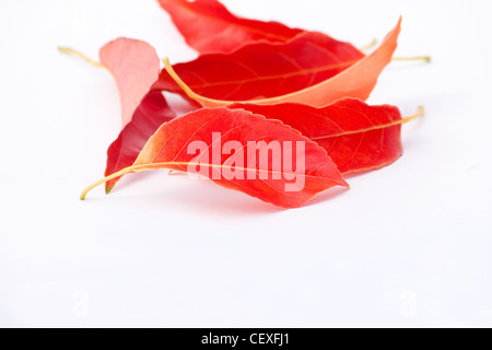 Rotes Laub auf weißem Hintergrund Stockfoto