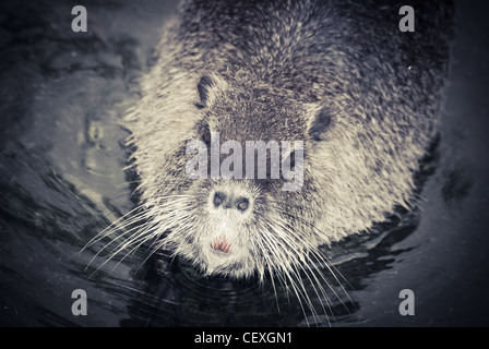 wilde Tiere Nutria Ratte hautnah Stockfoto