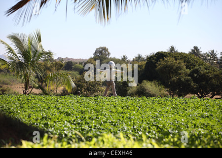 Strohmann in einem Feld Andhra Pradesh in Indien Stockfoto