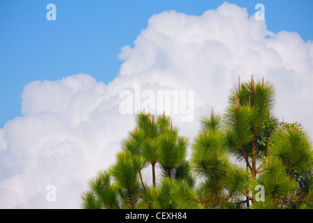 Kiefer, Cloud und Himmel Stockfoto