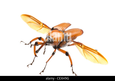 weiblich braun Palm Weevil Schnauze Käfer, Rhynchophorus Ferrugineus, isoliert auf weiss Stockfoto