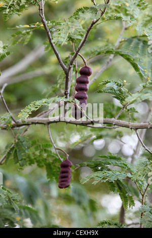 Acacia Concinna Frucht Schoten Andhra Pradesh in Indien Stockfoto