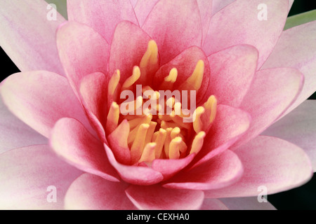 Seerose, lotus Stockfoto