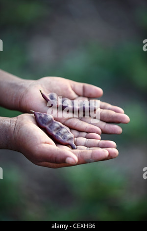 Junge indische holding Acacia Concinna Frucht Schoten Andhra Pradesh in Indien Stockfoto