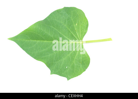 Süßkartoffel-Blatt isoliert in weiß Stockfoto