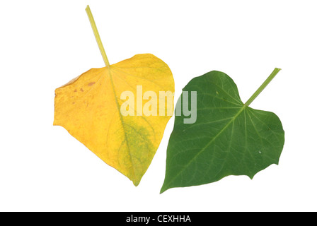 Süßkartoffel-Blatt isoliert in weiß Stockfoto