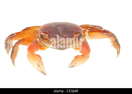 Meeresfrüchte Tier rote Krabbe isoliert auf weiss Stockfoto