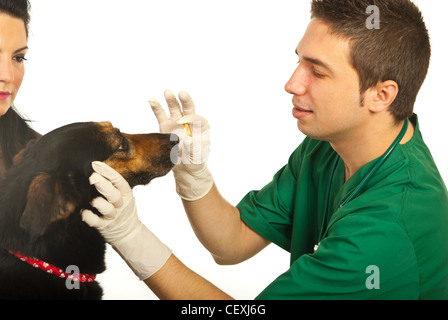 Tierarzt gebend Tablette für Hund und Besitzer Frau betrachten ihren Hund isoliert auf weißem Hintergrund Stockfoto